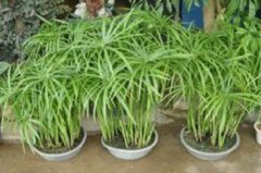 水竹如何用水快速生根？