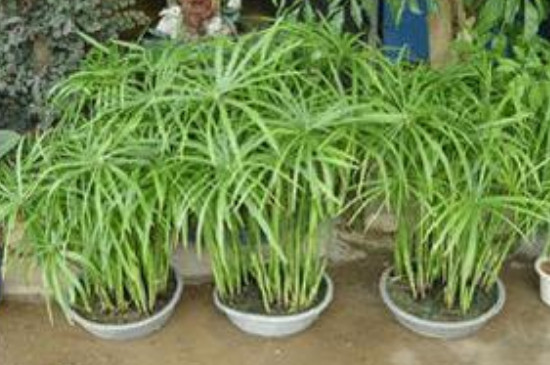 水竹怎么养能快速生根