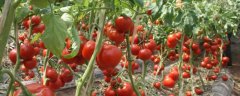 几月份适合种西红柿呢