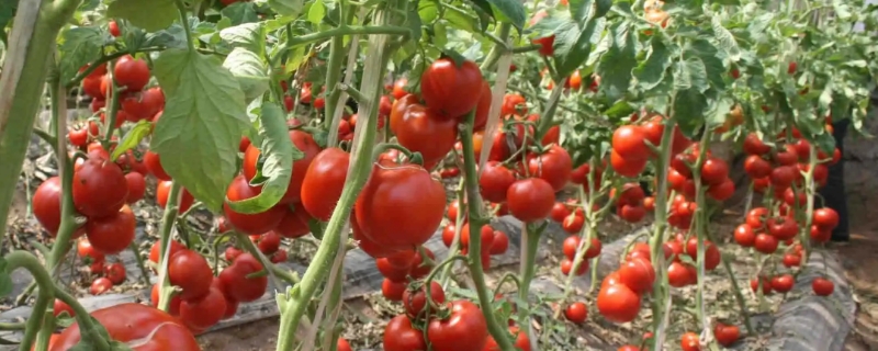 西红柿在南方适合几月份种