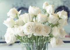 <b>白玫瑰的花语是什么？（白玫瑰简介）</b>