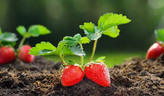 种草莓的技巧和正确方式