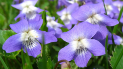 <b>紫罗兰的花语是什么（神秘而优雅）</b>