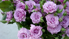 紫色玫瑰的花语是什么意