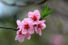 桃花什么季节开花（3-4月