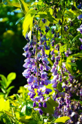 <b>紫藤花怎么种植 如何养护开花好看</b>